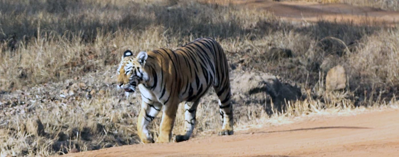 लोकल बिझनेस